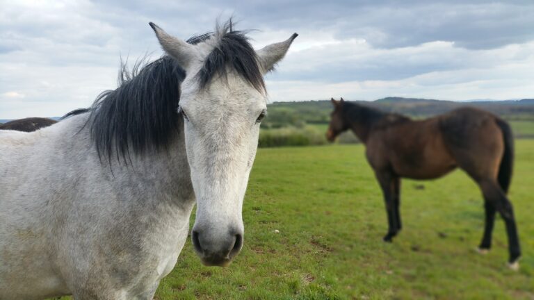 Shiatsu pour chevaux