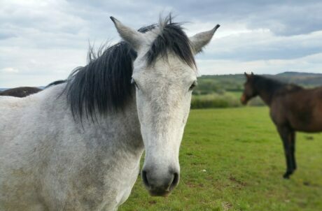 Shiatsu pour chevaux