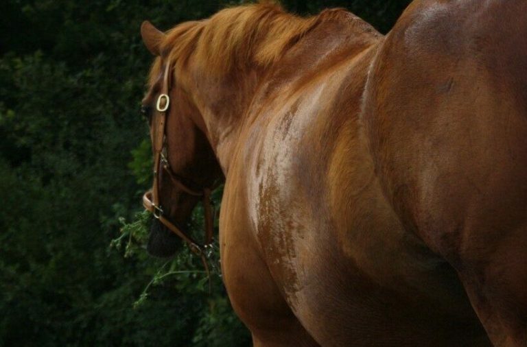Bien dans sa peau? Peau du cheval et émotions.