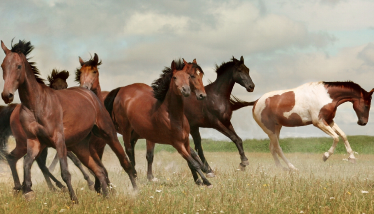 Un cheval dans le vent !