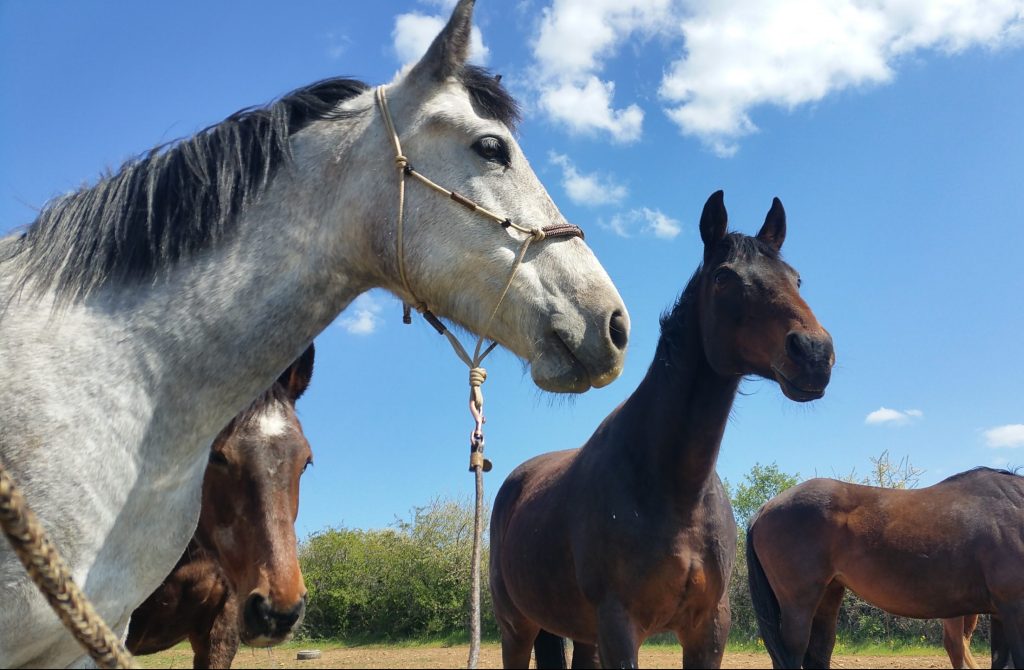 Jamais sans mes potes : les clés d'une vie sociale épanouie ! horses