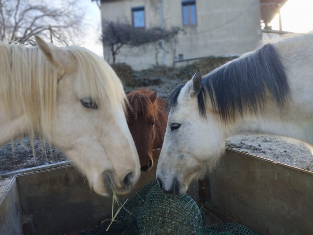 chevaux troupeau foin