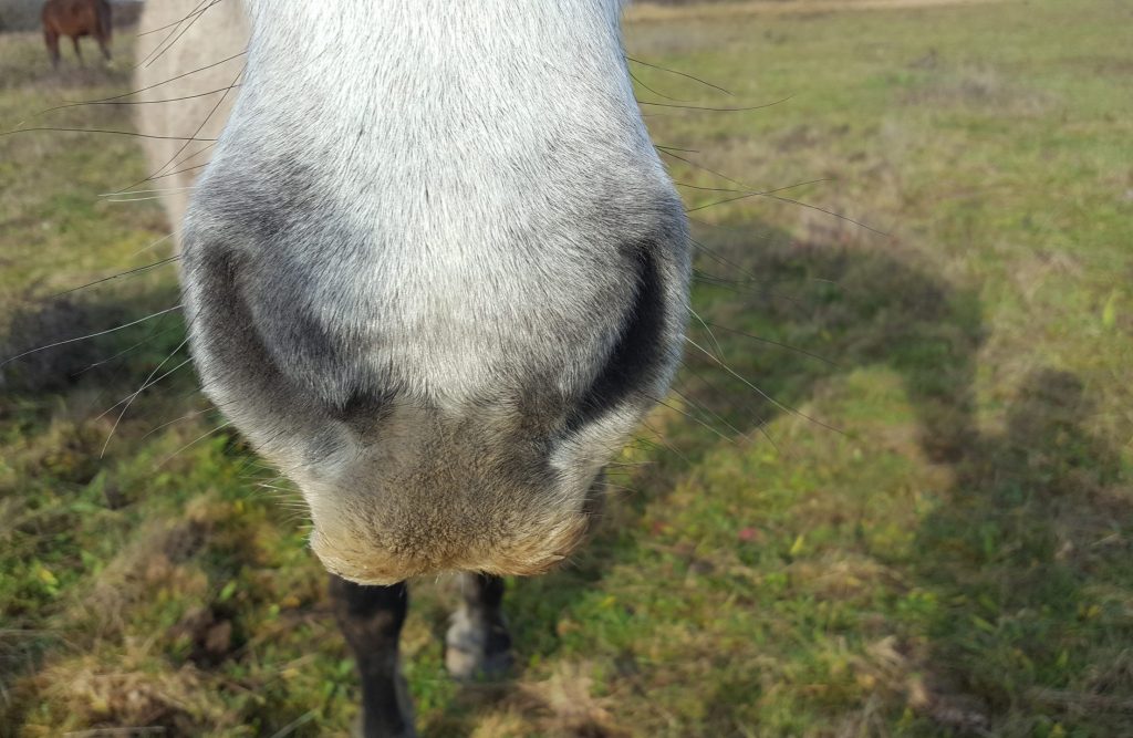 L'odorat du cheval, sentir et ressentir 20220102 124640 Scaled E1751449143227 1024x667