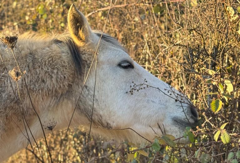 shiatsu équin et alimentation du cheval