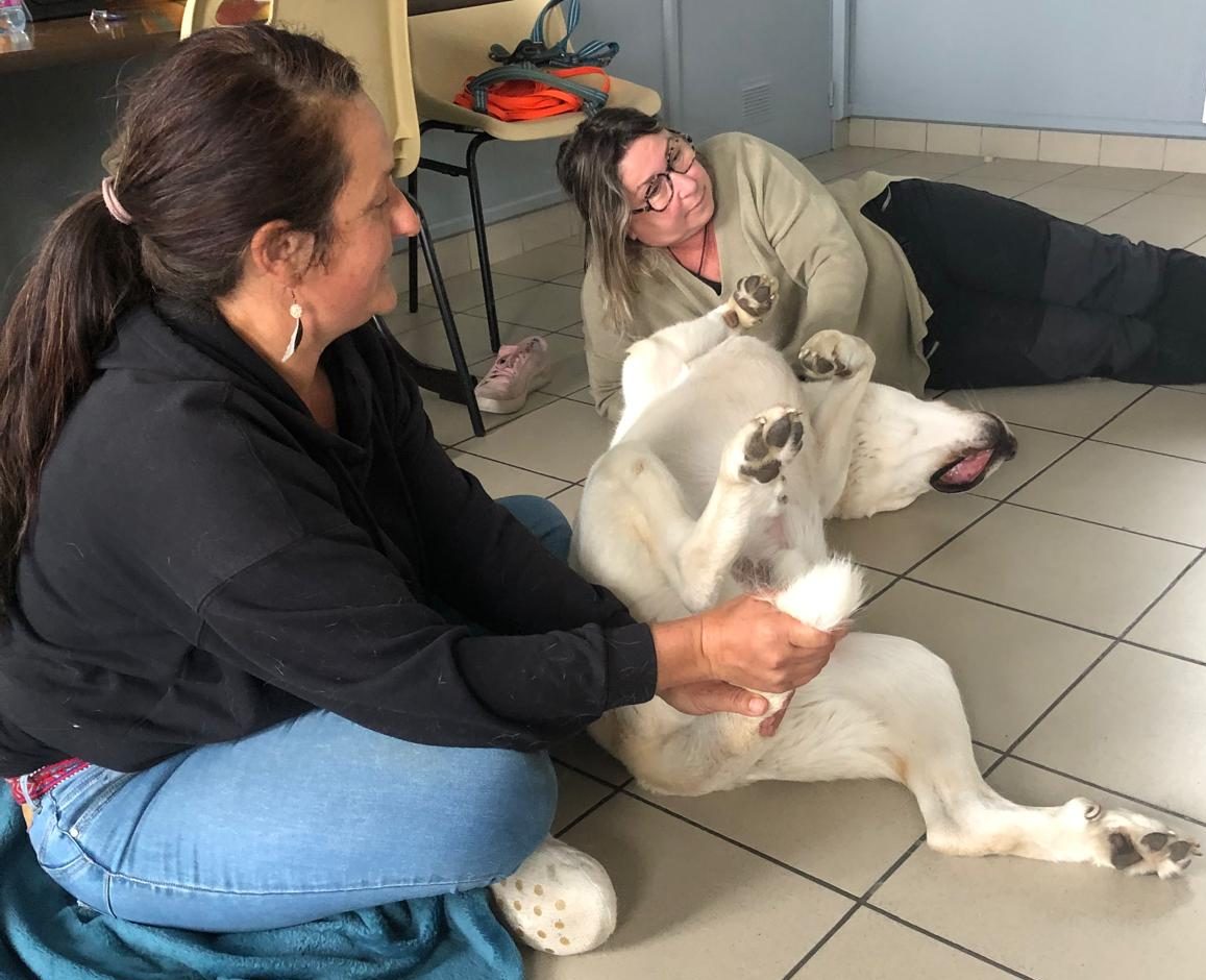 shiatsu canin formation