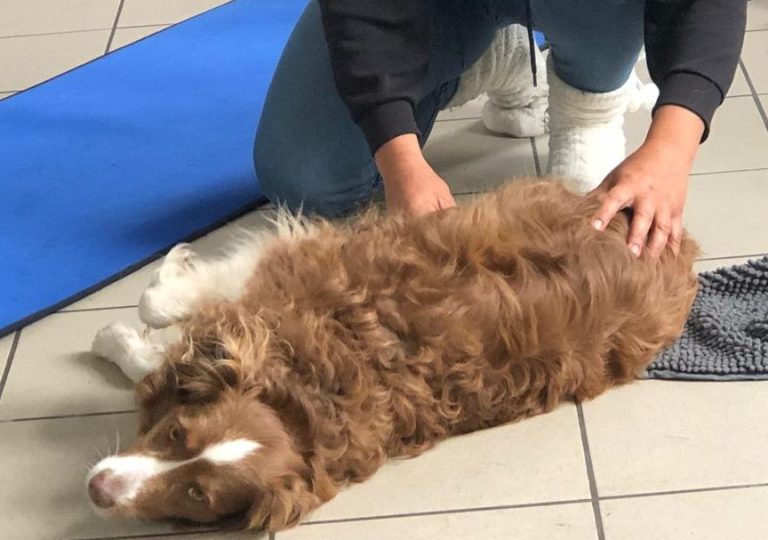 Shiatsu canin
