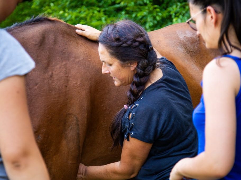 formation shiatsu équin