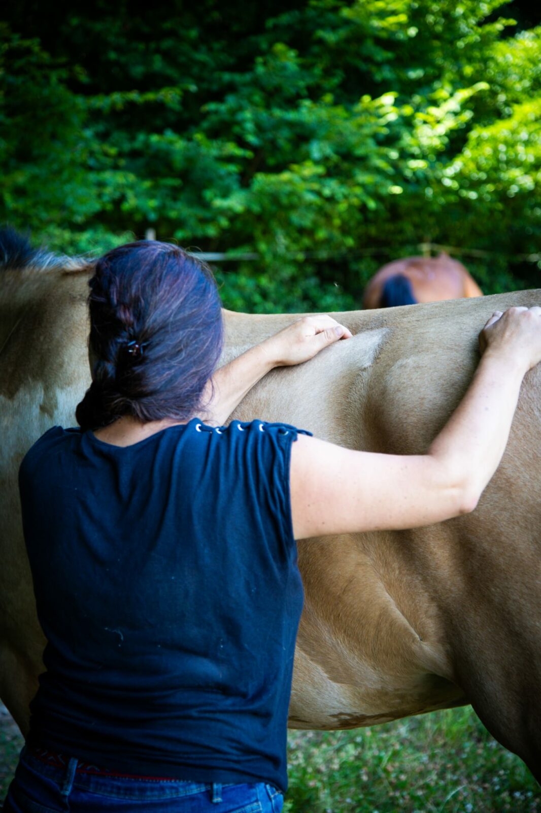 shiatsu équin Horse & Balance