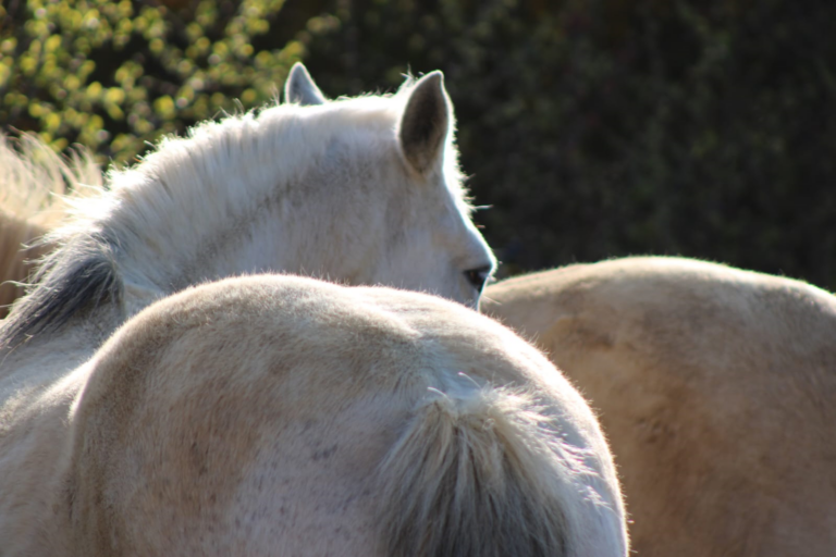 Cicatrice de castration chez le cheval.