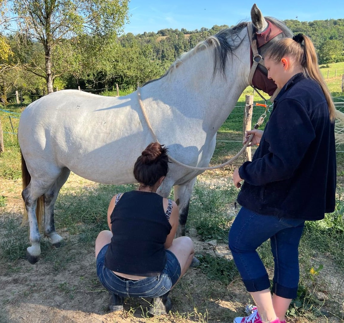 Séance combinée ostéopathie équine et shiatsu équin