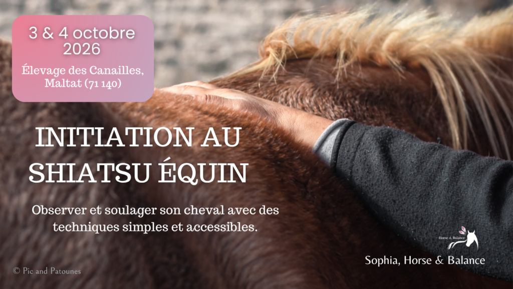 Stage d’initiation au shiatsu équin les 3 et 4 octobre à Maltat