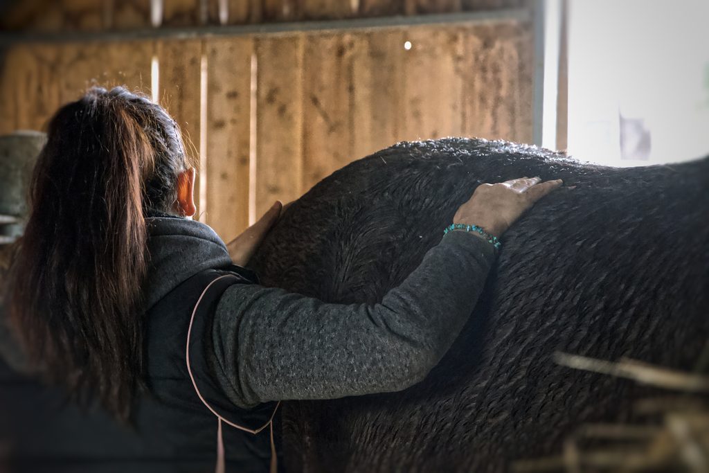 Séance de shiatsu pour cheval en Saône-et-Loire (71)