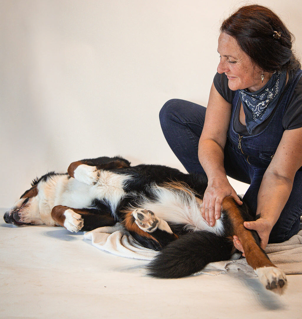 Séance de shiatsu canin en Saône-et-Loire